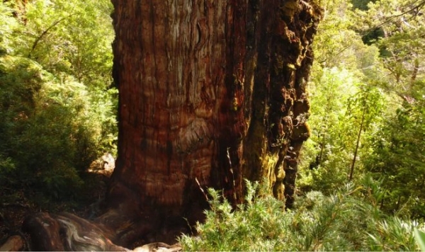 Дерево «Прадедушка» в Чили, похоже, является самым старым деревом в мире