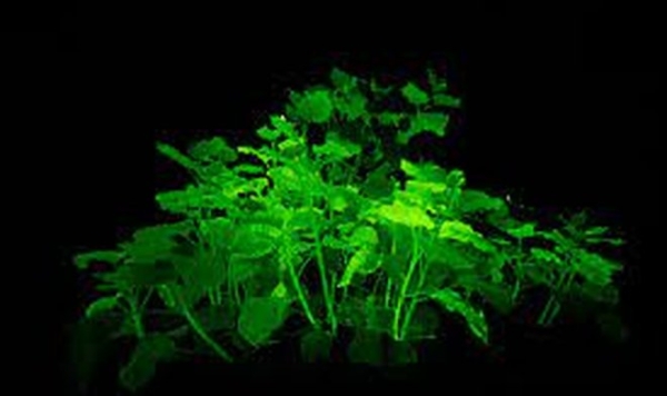 Ученые изобрели способ выращивать растения в полной темноте