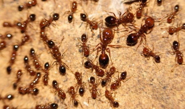 Ученые предлагают убивать опасных муравьев с помощью вирусов