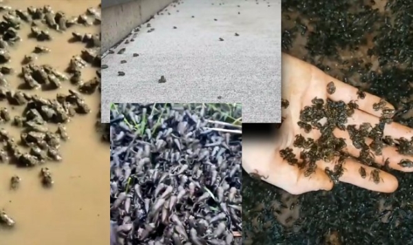 Ради славы в TikTok британский подросток создает армию из миллионов лягушек
