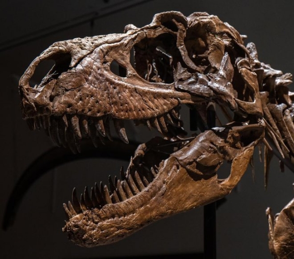 Скелет гигантского горгозавра возрастом 77 млн. лет уйдет с молотка на аукционе Sotheby