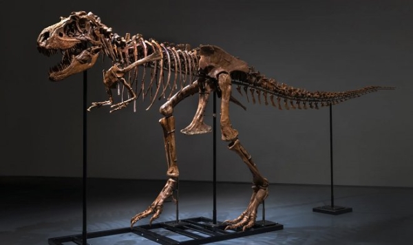 Скелет гигантского горгозавра возрастом 77 млн. лет уйдет с молотка на аукционе Sotheby