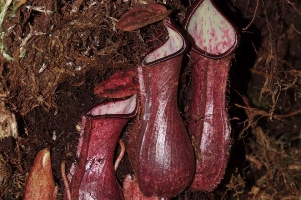 В джунглях Борнео нашли хищное растение, которое охотится на свою добычу под землей