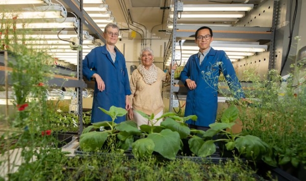 Ученые научили растения вырабатывать аспирин, чтобы помочь им пережить изменения климата