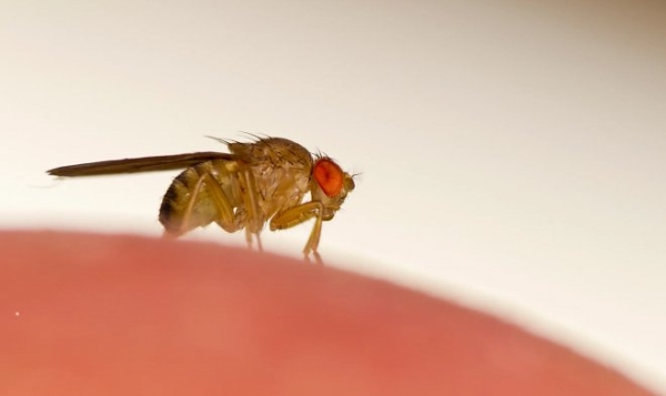 Ученые «взломали» мозг мухи и научились управлять ею на расстоянии