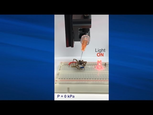 Технология «некроботов» превратит трупы пауков в биороботов
