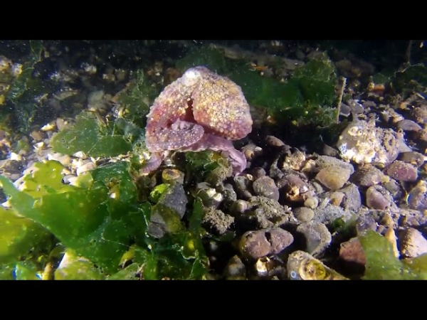 Перчатка Octa-glove копирует присоски осьминога для захвата предметов под водой