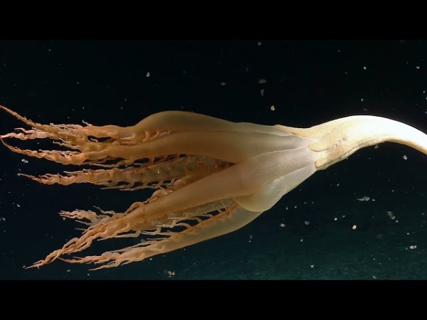 В глубинах Тихого океана обнаружили неизвестное существо