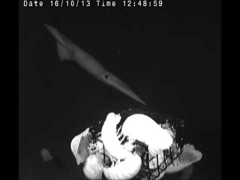 Впервые опубликовано видео охоты гигантского глубоководного кальмара