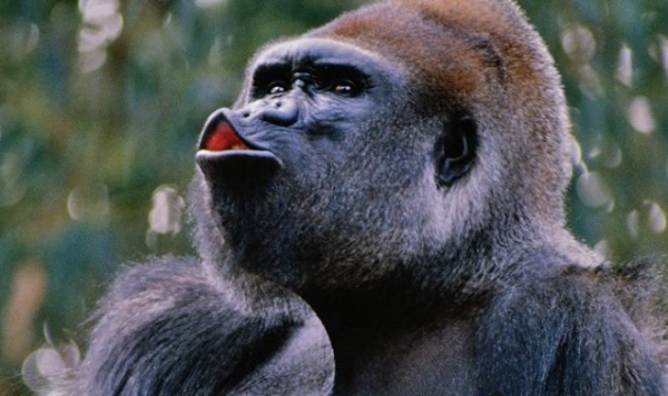 Американские гориллы придумали новый звук для привлечения внимания людей