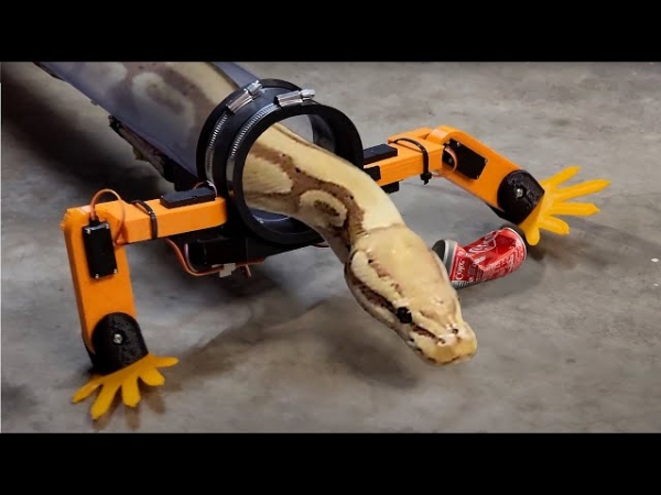 Инженер-энтузиаст создал экзоскелет для змей, чтобы они могли ходить на собственных лапах