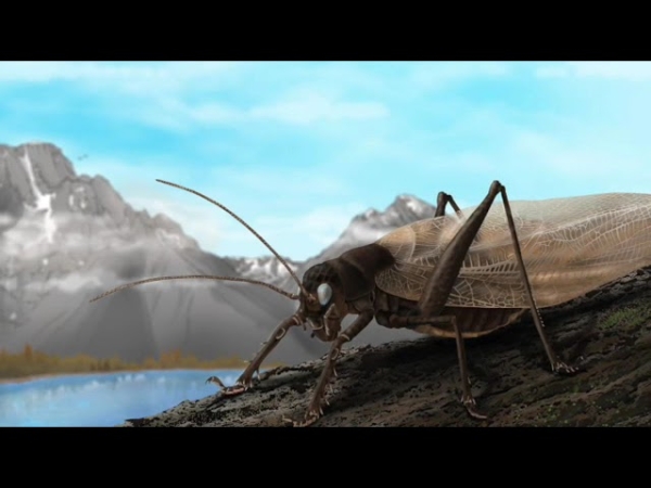 Ученые воссоздали звуки давно утерянного насекомого, чтобы вновь отыскать его