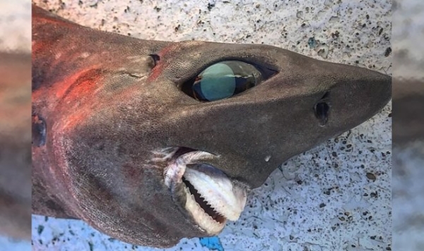 Жутковатая глубоководная акула привела ученых в недоумение