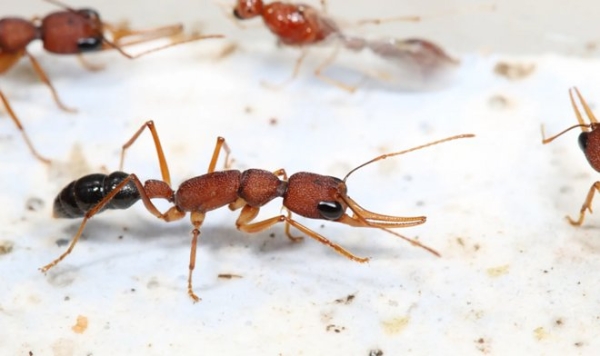 Раскрыт механизм, позволяющий королеве муравьев в пять раз продлевать свою жизнь
