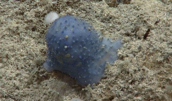 Странная синяя слизь со дна океана озадачила ученых