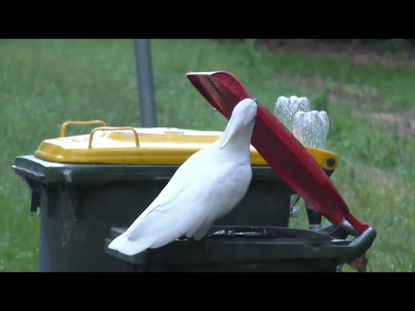 Австралийские какаду объявили людям войну за мусорные бачки