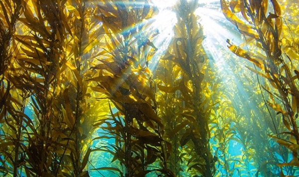Подводные леса размером с целые страны могут стать спасением человечества