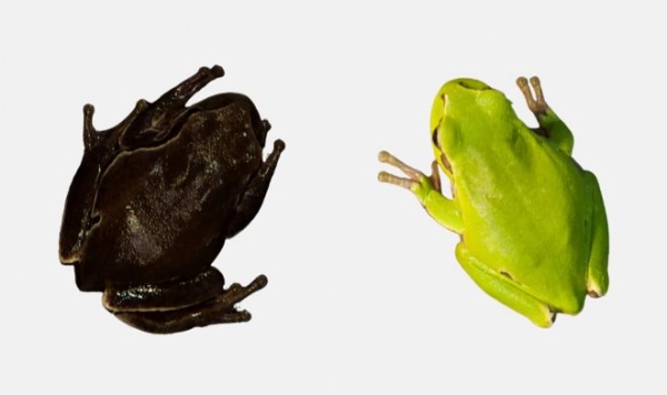 Эволюция по-чернобыльски: радиация сделала местных зеленых лягушек черными