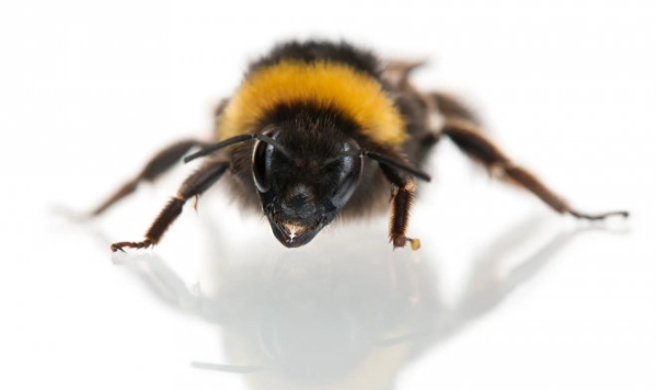 Впервые в истории науки пчел застали за игрой в мячик