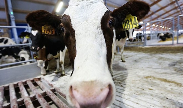Российская МТС закрывает проект цифровизации учета поголовья скота