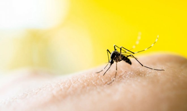 Ученые выяснили, почему некоторые люди так притягивают комаров