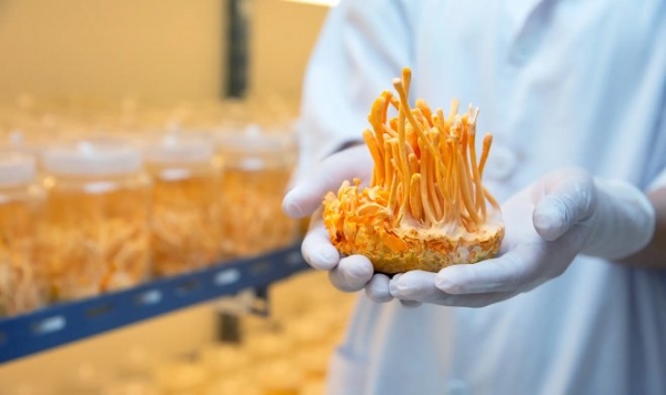 Ученые научились выращивать лекарственные «зомби-грибы» в лабораторных условиях
