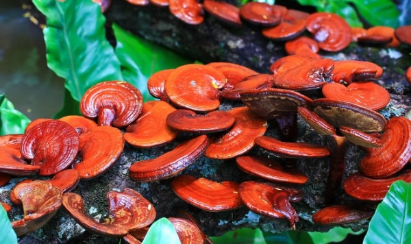 Биоэлектроника из грибов безопасно разложится в компосте