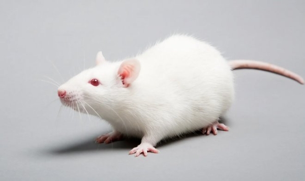 У крыс впервые в мире обнаружили врожденную чувствительность к музыке