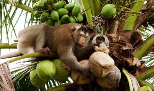 Производителей кокосового молока обвиняют в использовании рабского труда обезьян