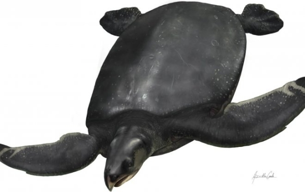 В Испании нашли останки древней черепахи размером с Фольксваген Жук