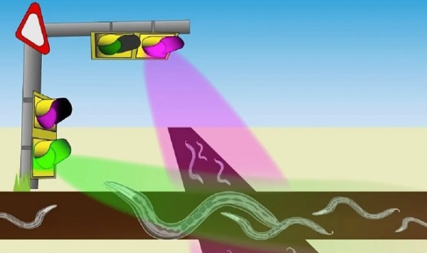 Японские оптогенетики научились дистанционно управлять червями при помощи света