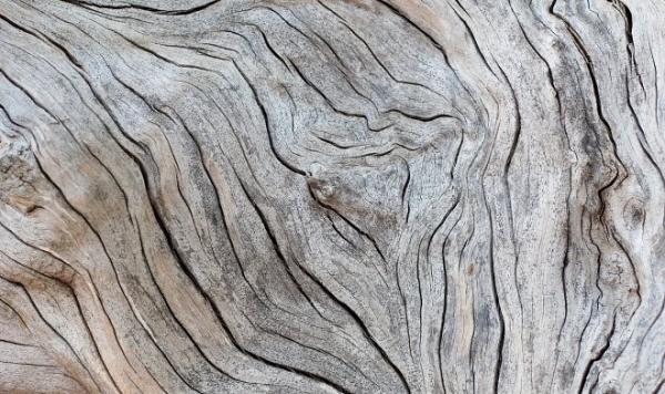 Шведские физики научились добывать энергию из высыхающей древесины