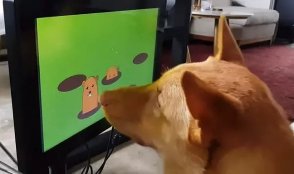 Британский стартап Axios разработал видеоигру для собак