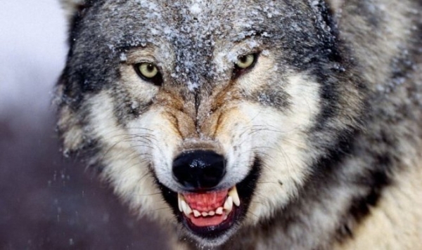 Токсоплазма превращает обычных волков в вожаков стаи