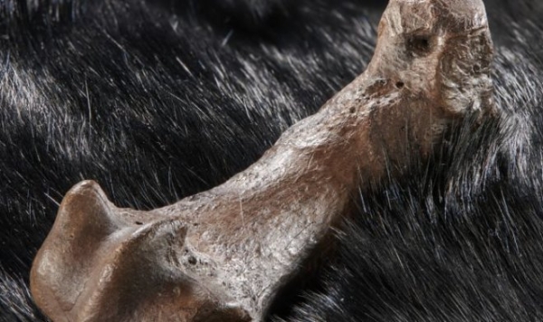 320 000 лет назад люди охотились на смертельно опасных пещерных медведей ради их шкур