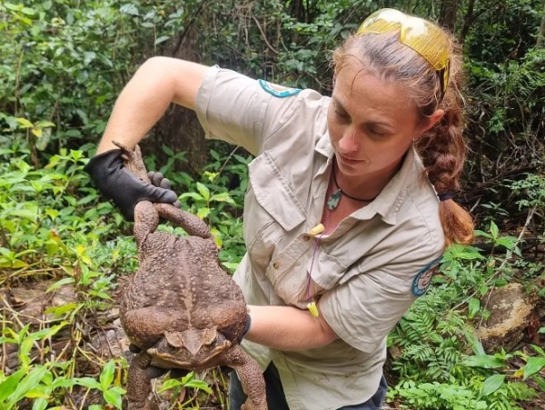 В Австралии нашли самую большую лягушку в мире — и тут же ее усыпили