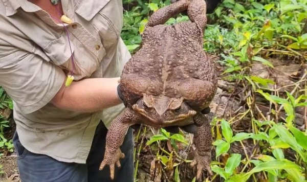 В Австралии нашли самую большую лягушку в мире — и тут же ее усыпили