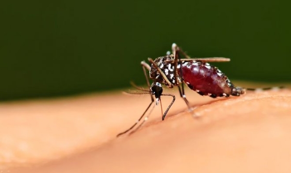 Новый сверхдолгий репеллент от комаров действует более восьми часов