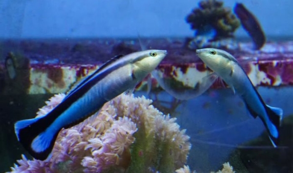 Японские ученые выяснили, что некоторые рыбы способны узнавать себя на фото