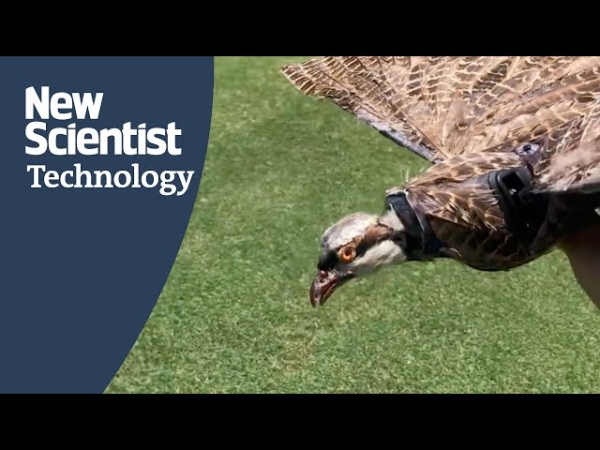 Ученые превратили мертвых птиц в жутковатые, но эффективные дроны