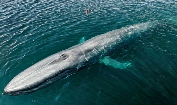 Исследовательские дроны облегчили процесс отслеживания китов