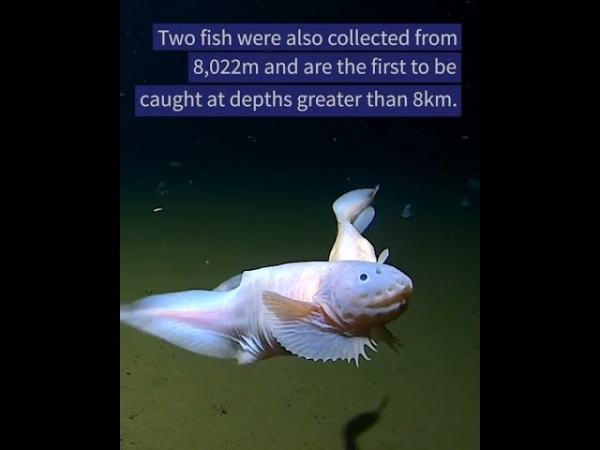 У берегов Японии обнаружили самую глубоководную рыбу в мире
