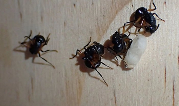 Энтомологи впервые обнаружили у муравьев имитацию «коллективной смерти»