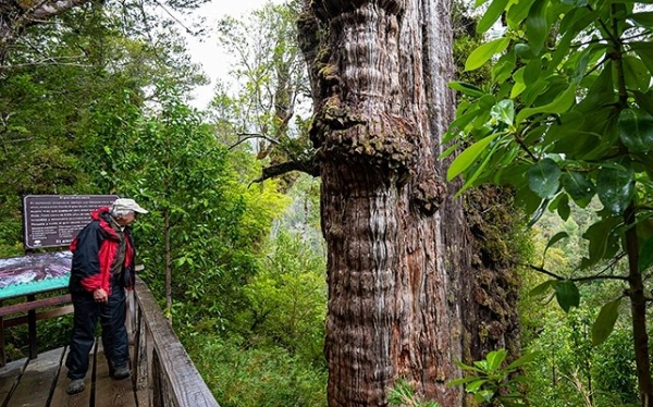 Кипарис Прадедушка из Чили совсем скоро может стать старейшим деревом планеты