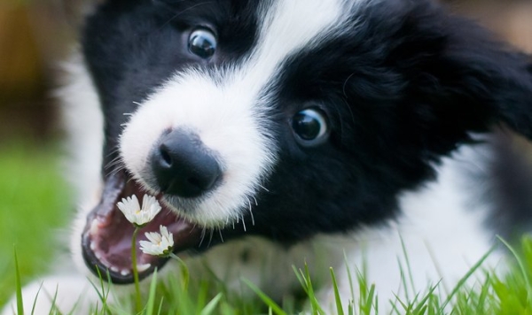 Ученые выяснили, почему собаки едят траву
