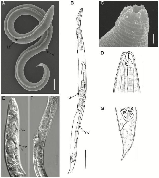 Ученые успешно воскресили древнего сибирского червя после 46 000 лет спячки
