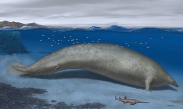 В Перу найдены останки, вероятно, самого крупного существа в истории Земли