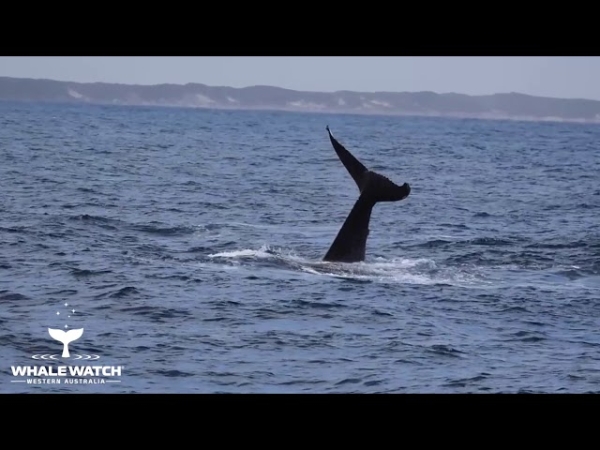 Тиктокер случайно поймал на видео необъяснимый ритуал горбатых китов