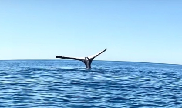 Тиктокер случайно поймал на видео необъяснимый ритуал горбатых китов