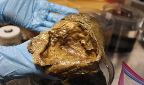 Ученые извлекли загадочное «золотое яйцо» из глубин океана — но при этом необратимо его повредили